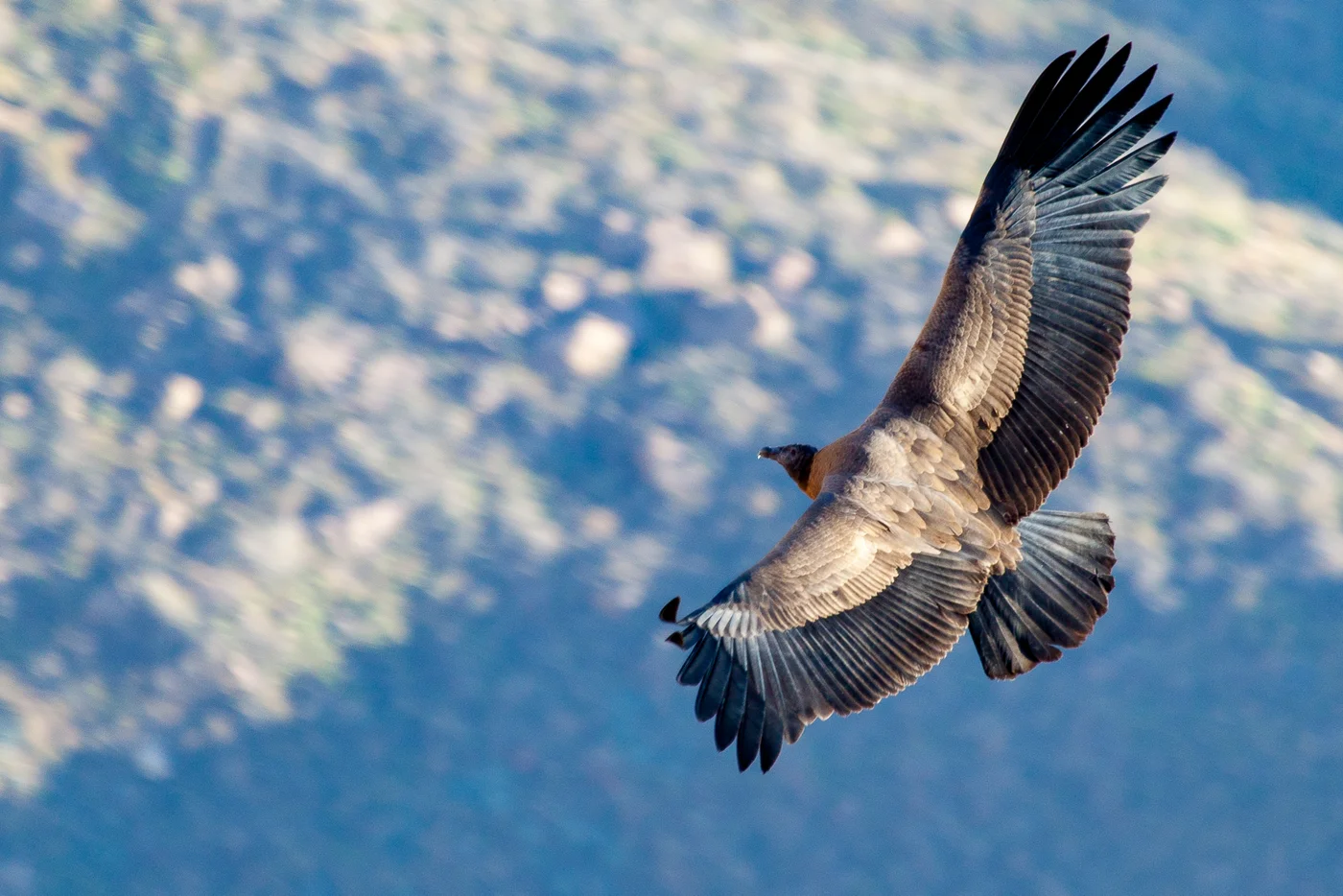 Cóndor en vuelo ante las paredes del Cañón del Colca