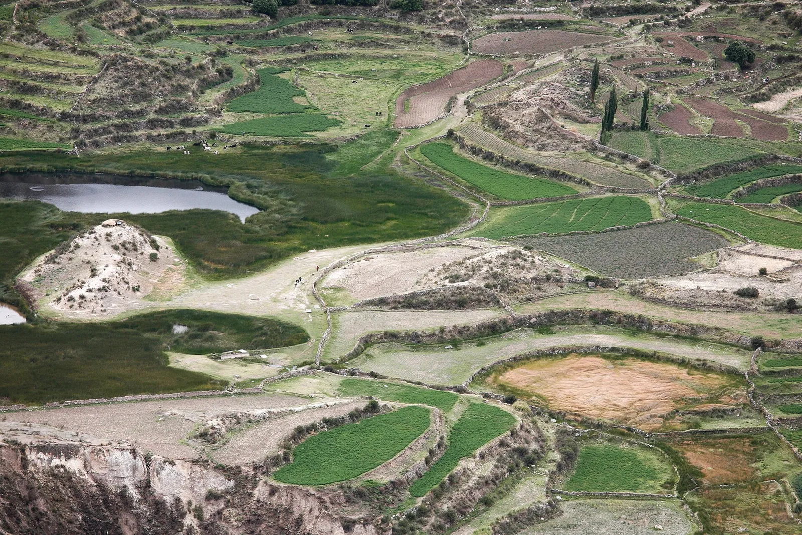 Caminantes en un sendero entre andenerías del Colca