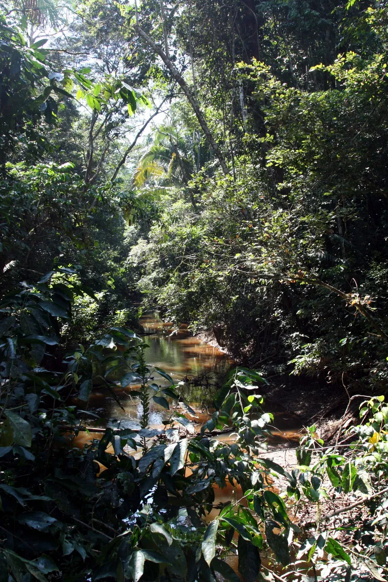 Vegetación y curso de agua en el bosque de la Reserva Nacional Tambopata